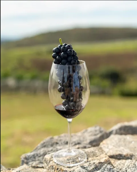 Taça com cacho de uvas sobre pedra, vinhedo ao fundo